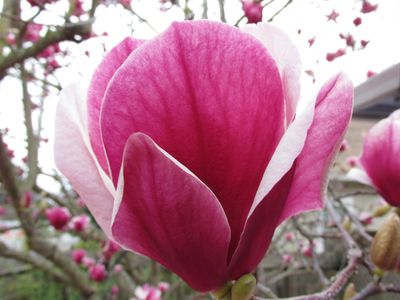 Deep pink and white, tulip shaped flower of magnolia tree.