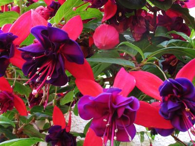 Pink and purple fuchsia flowers