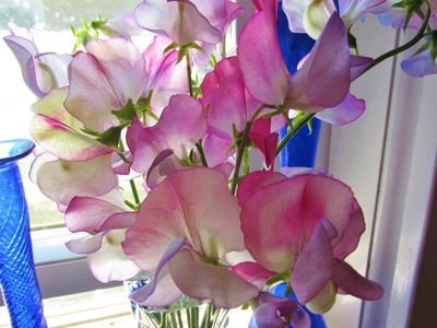 close up of pink and lavender sweet pea flowers in a cobalt blue vase.