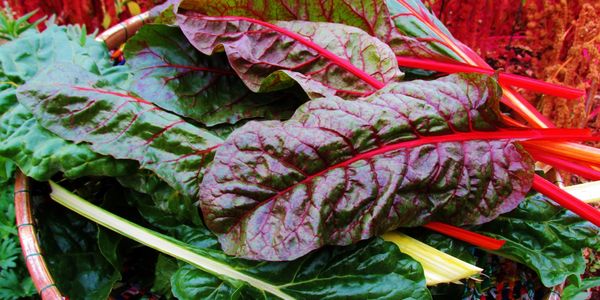 basket full of Swiss Chard leaves of green with white veins and burgundy with red veins.
