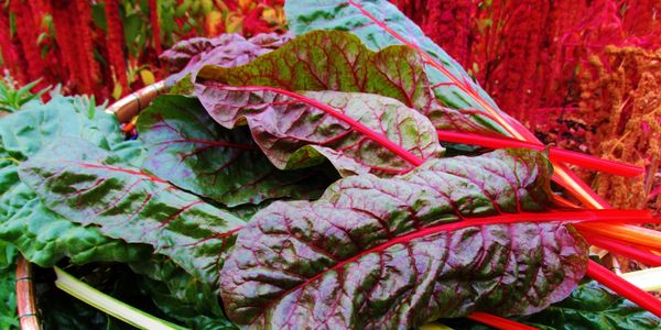 basket full of Swiss Chard leaves of green with white veins and burgundy with red veins.