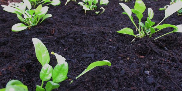 Rows of small spinach plants.