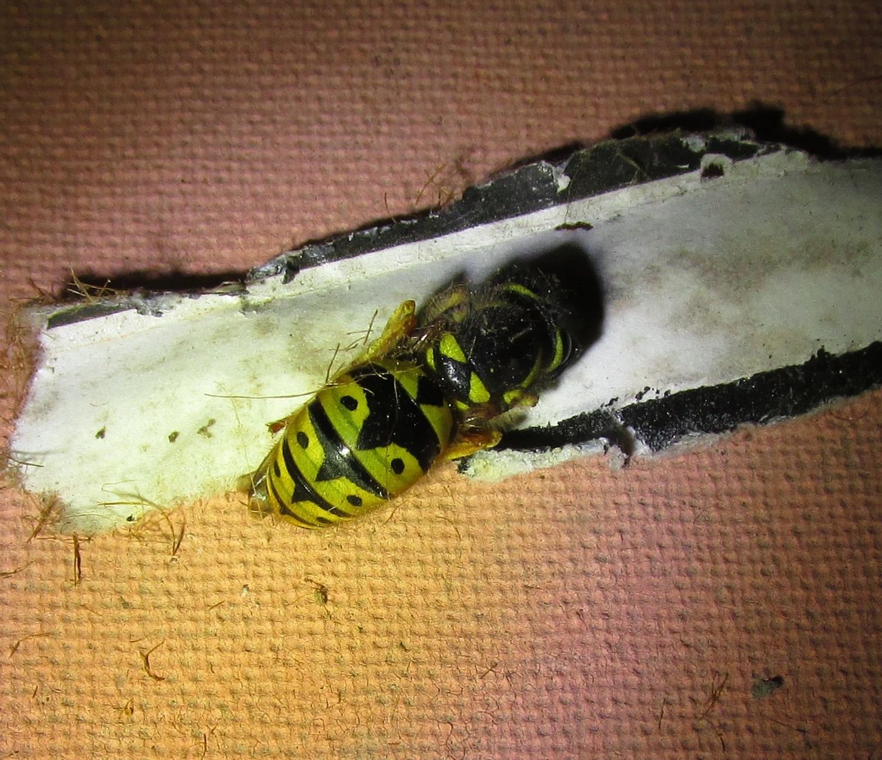 Set Yellowjacket Traps Now, image size:1280x1103