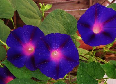 3 deep purple morning glory flowers.