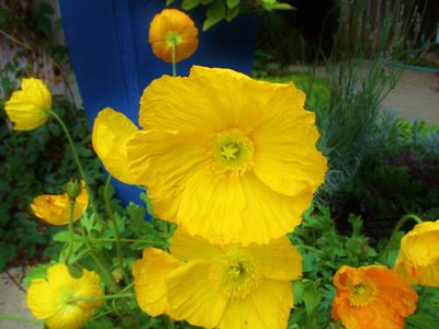 Yellow flowers of Iceland poppy.