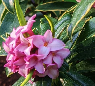 Pink buds and flowers of fragrant Daphne odora.