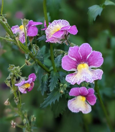 close up of Nemesia flowers in light plum  with yellow centers. 