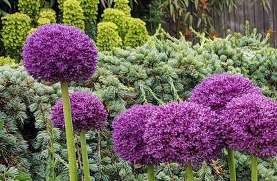 Deep purple globe shaped flowers of Allium 'Globemaster'