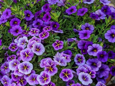 Terra cotta bowl filled with purple Calibrachoa (Million Bells).