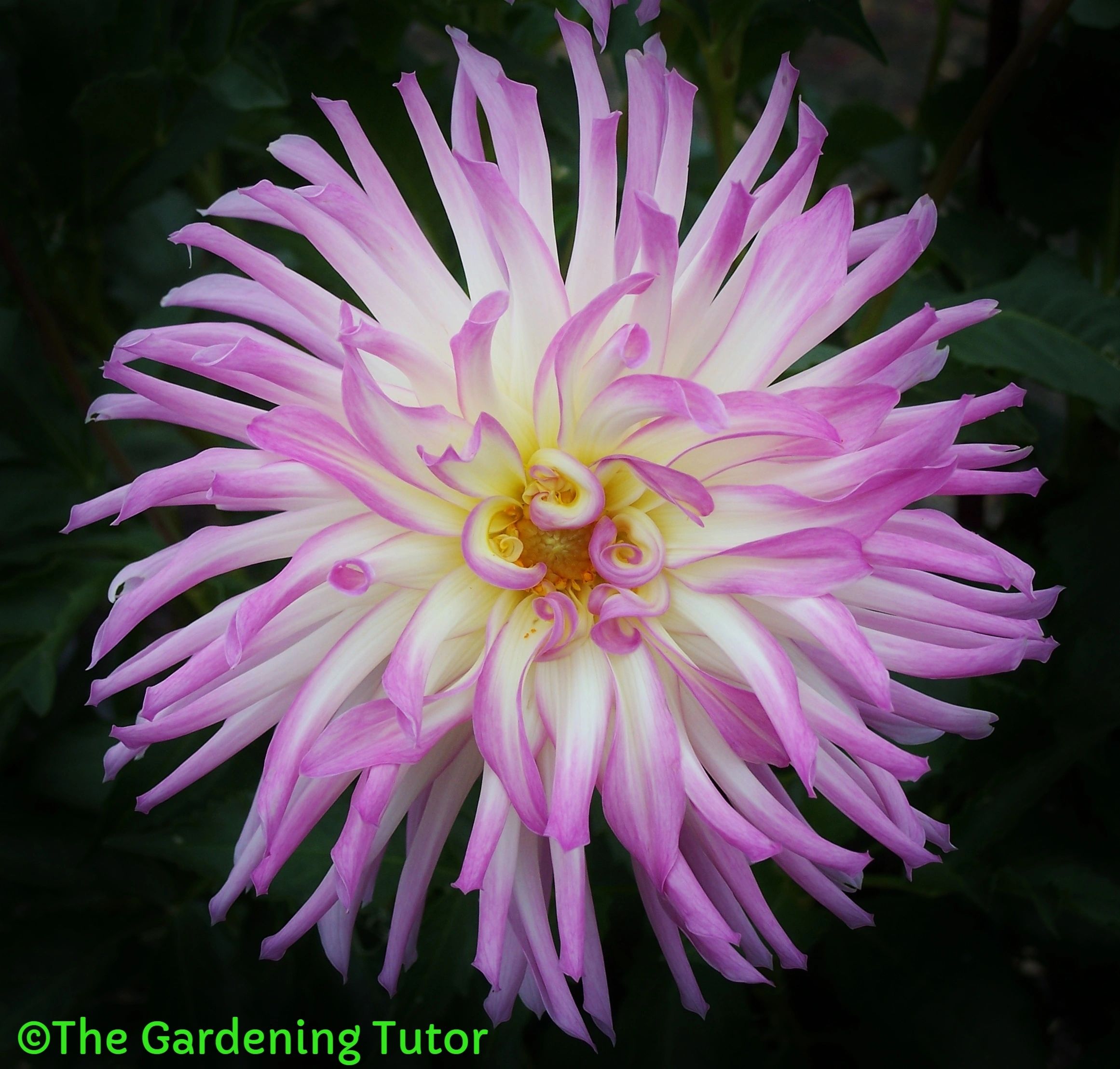 Garden Flowering Plants 2x5 DahliaAll Summer Long Mixed Colors Tubers