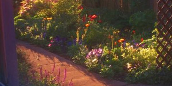 Morning light shining in a meadow garden.