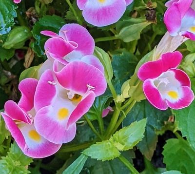 close up of pink and white with a small splash of yellow in the lip of Torenia flowers. 