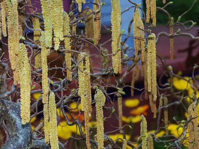 Curly stems and long, yellow catkins of Harry Lauder's Walking Stick.
