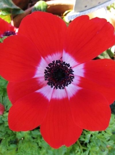 Red anemone flower with white and black center
