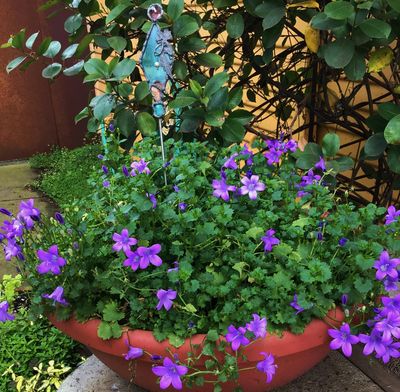 Small Purple flowers and small leaves of Campanula portenschlagiana.