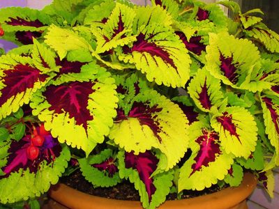 Coleus with large chartreuse leaves with hot pink and burgundy blotch.