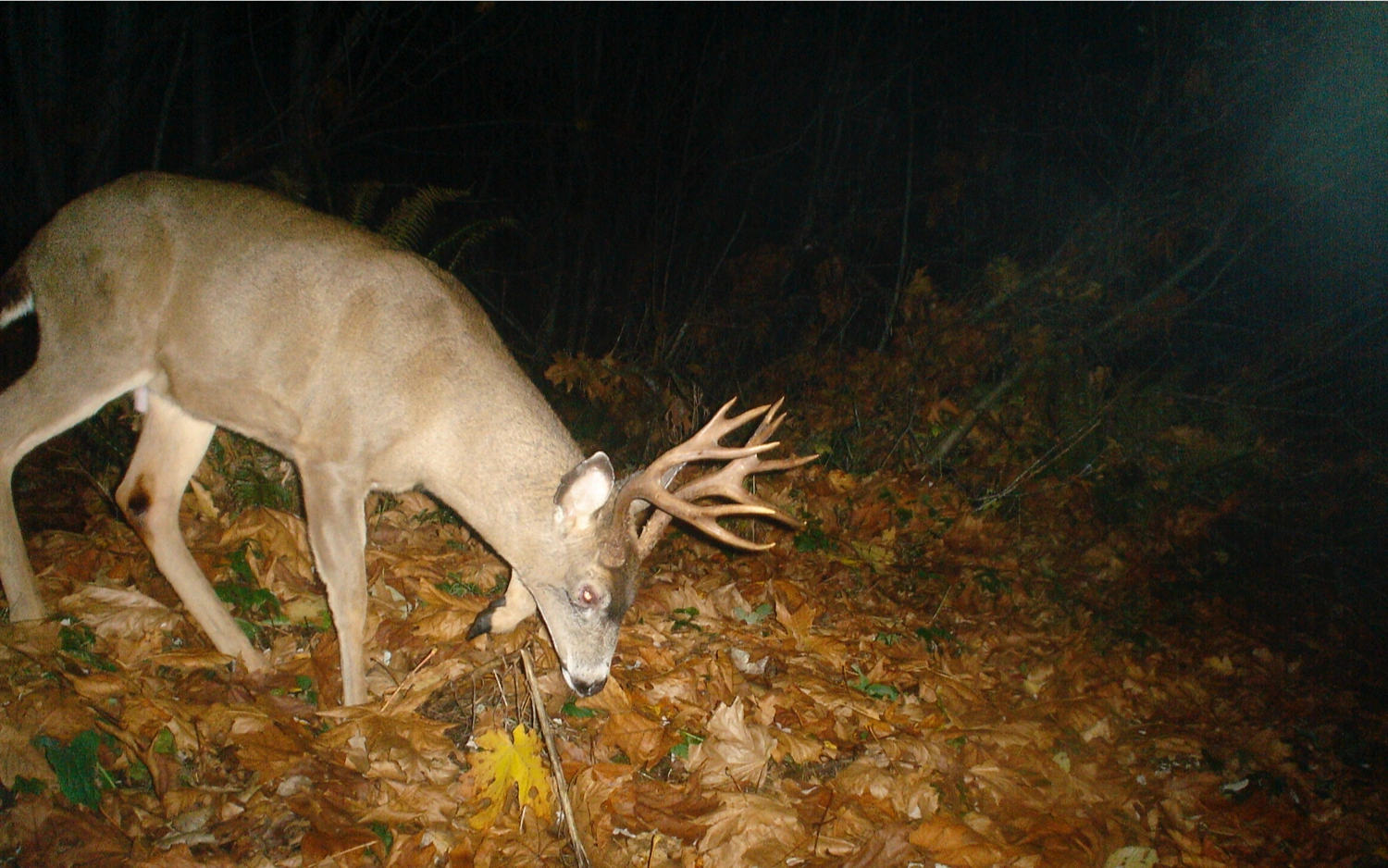 Making sense of deer scents