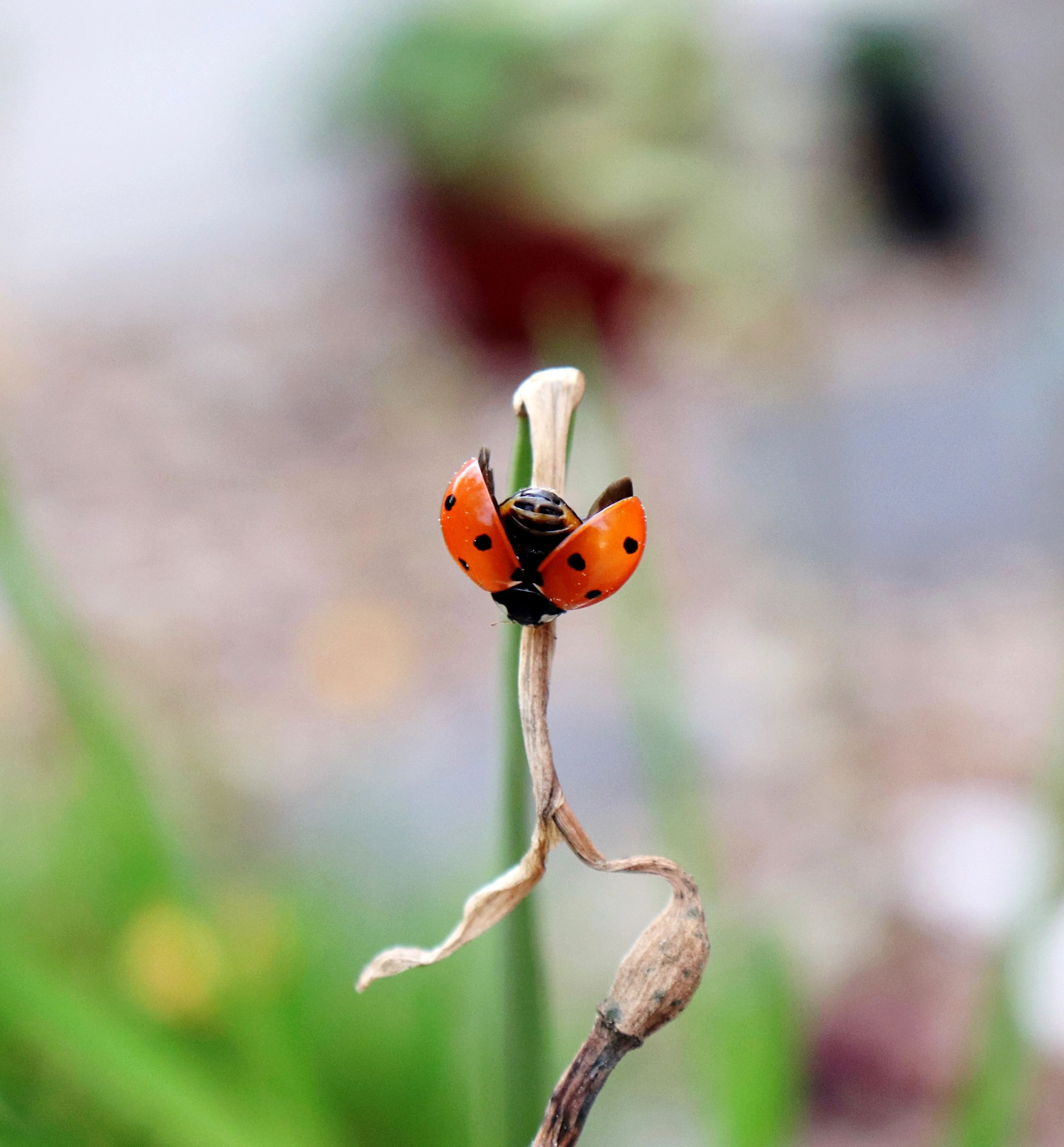 Ladybug 