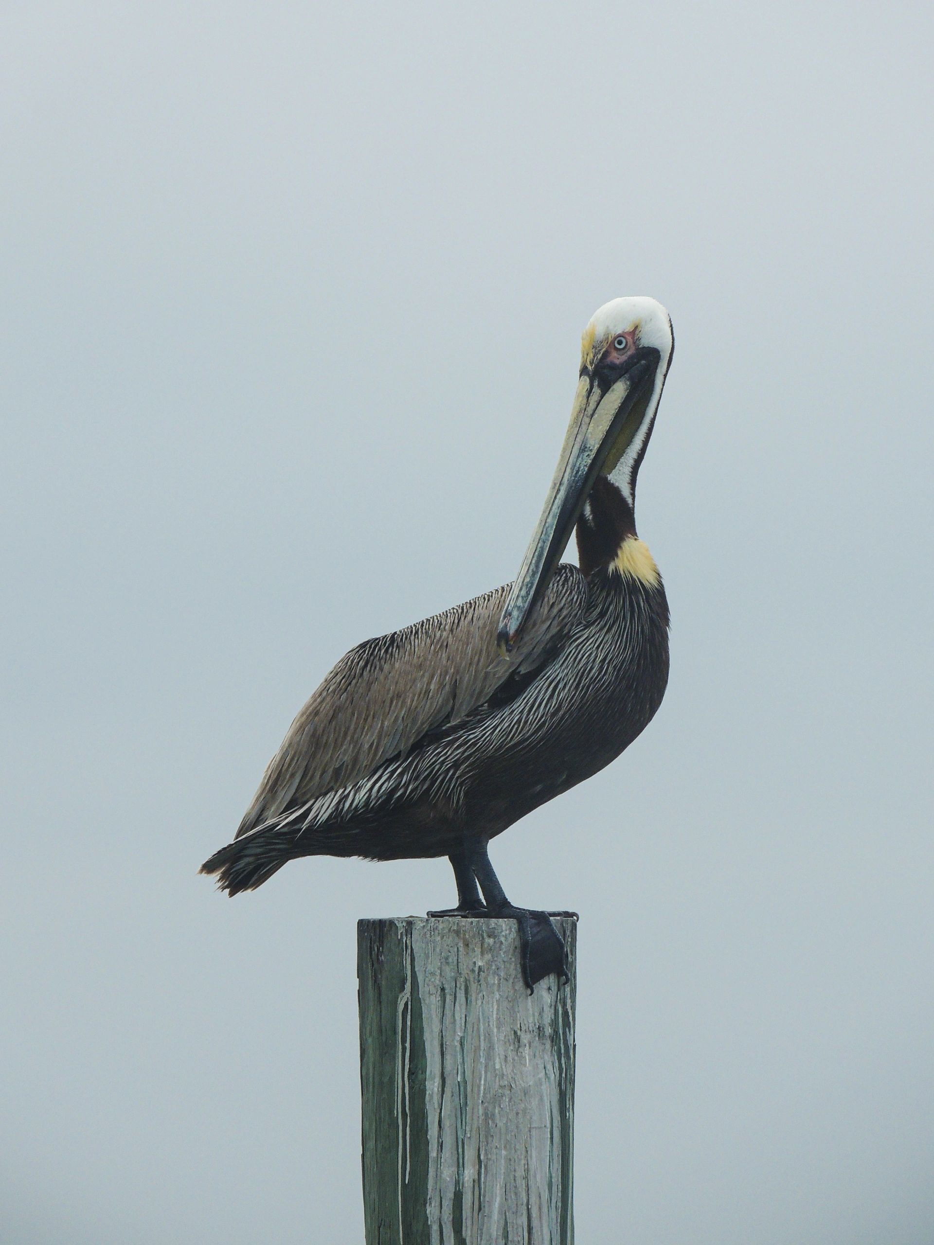 Brown Pelican