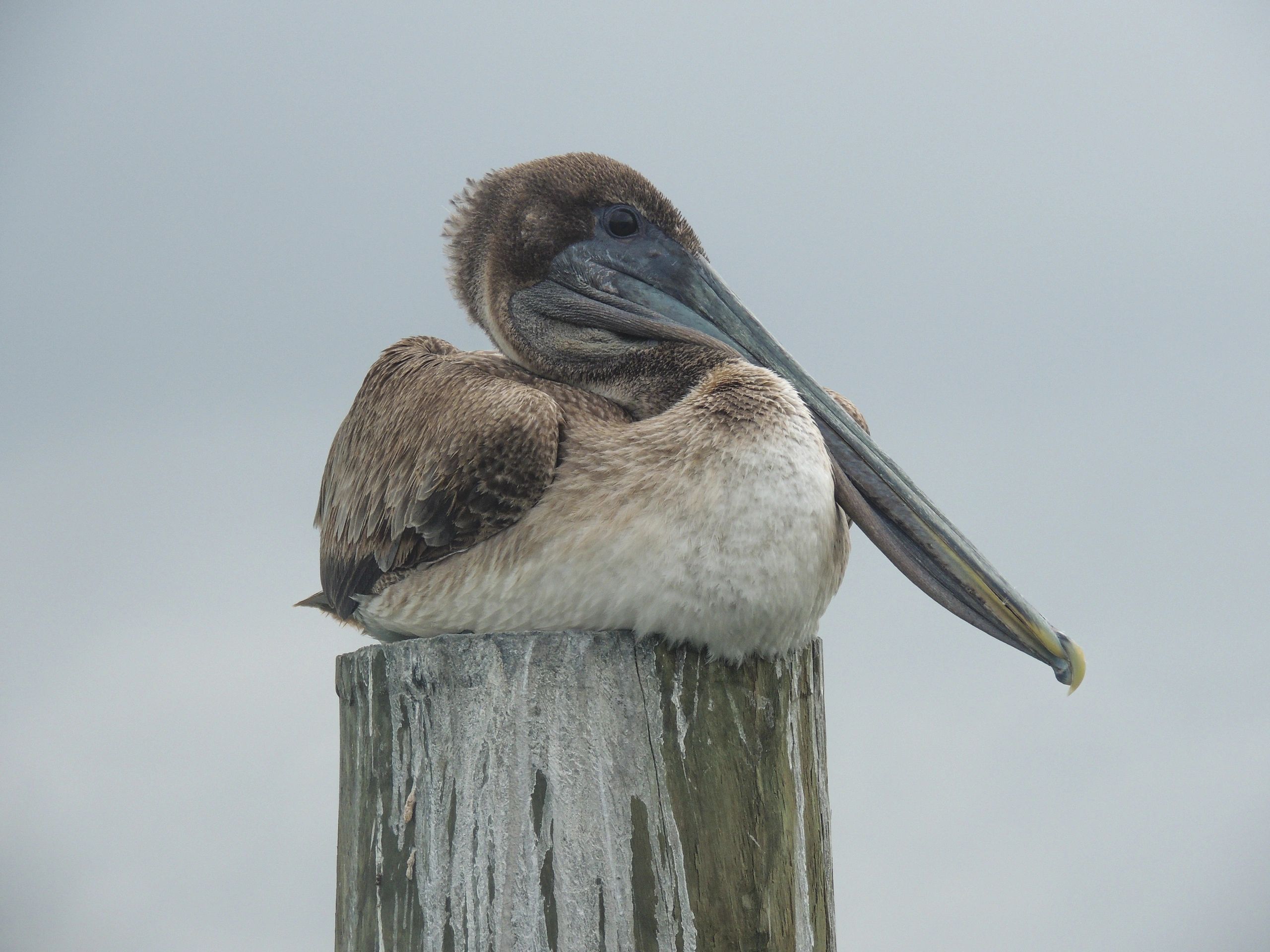 Brown Pelican