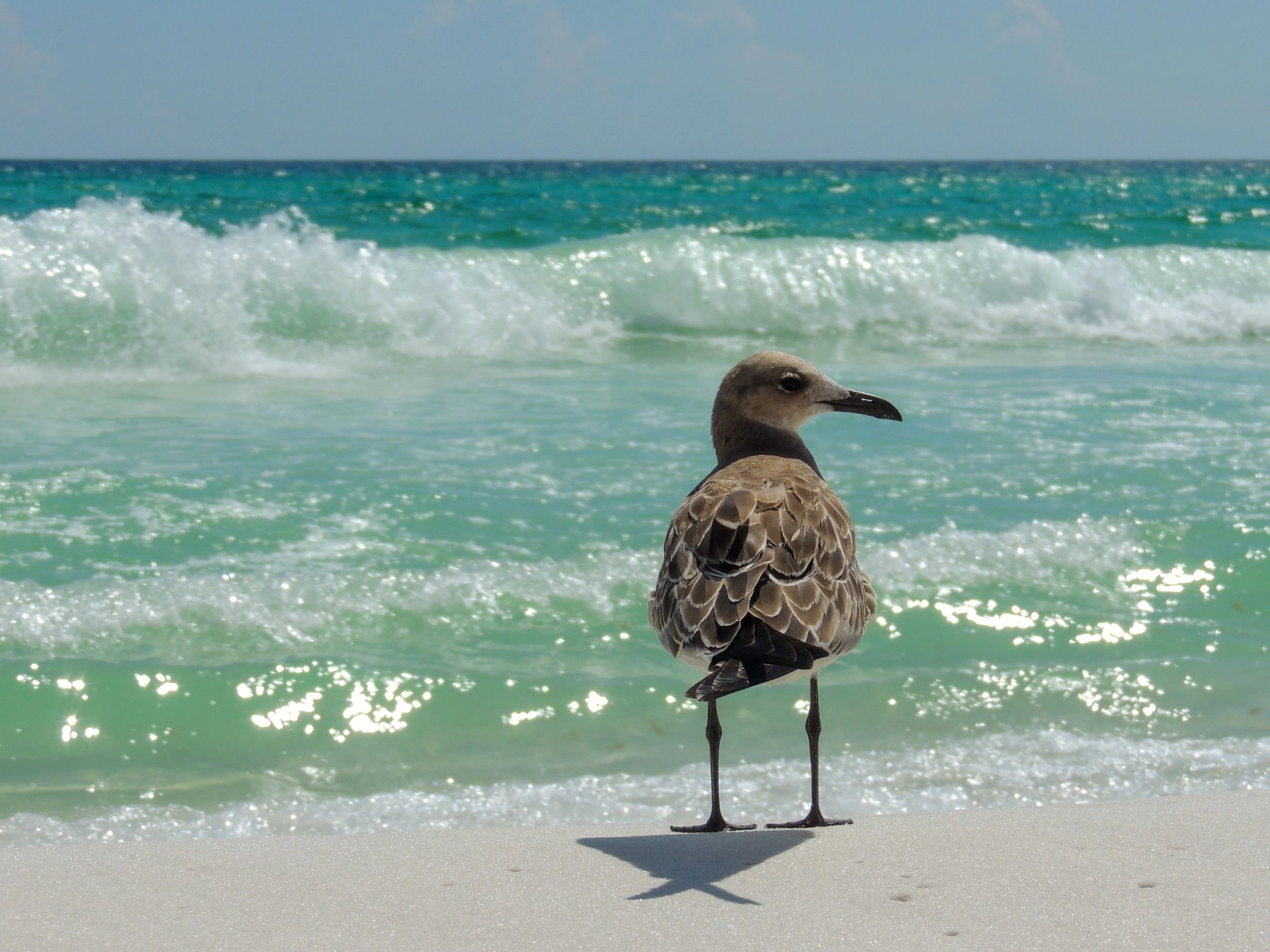 Laughing Gull in Navarre Beach, Florida

