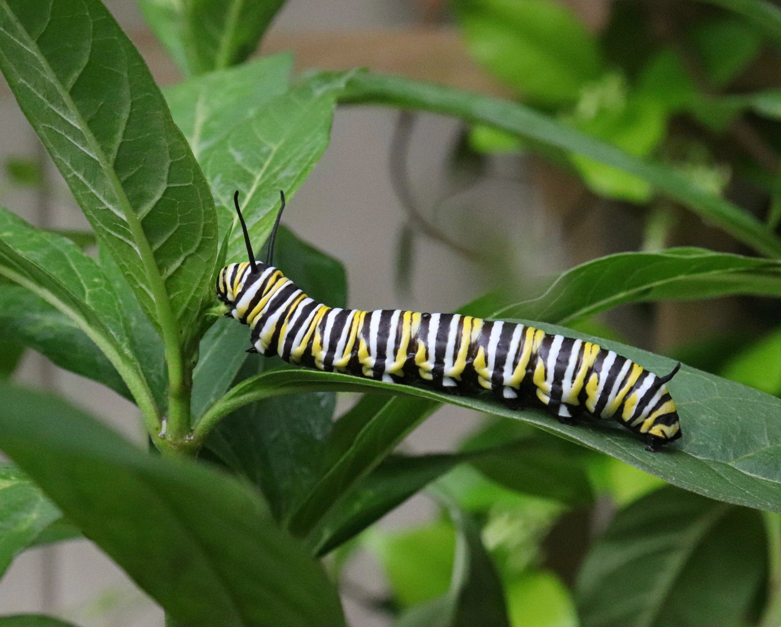 Monarch Caterpillar