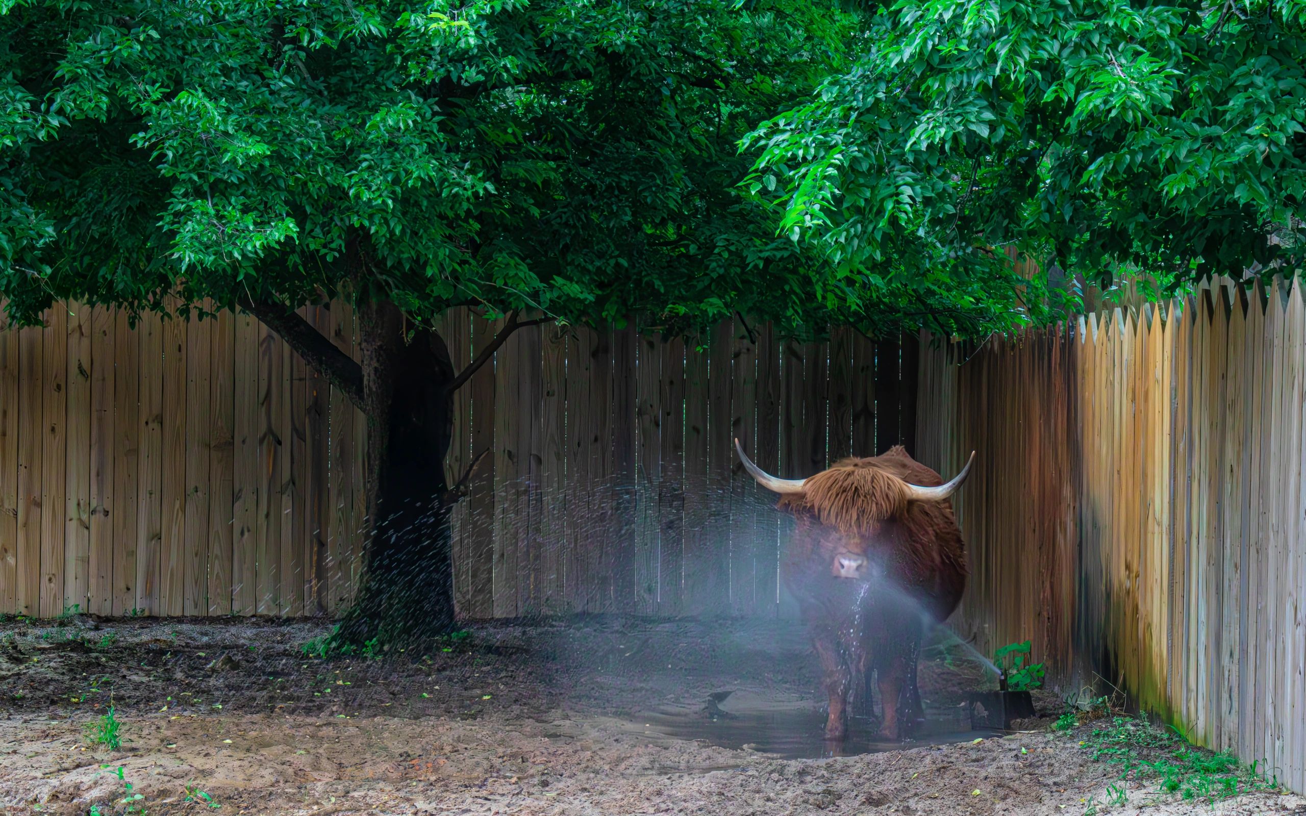 A Scottish Highland Cow in Florida