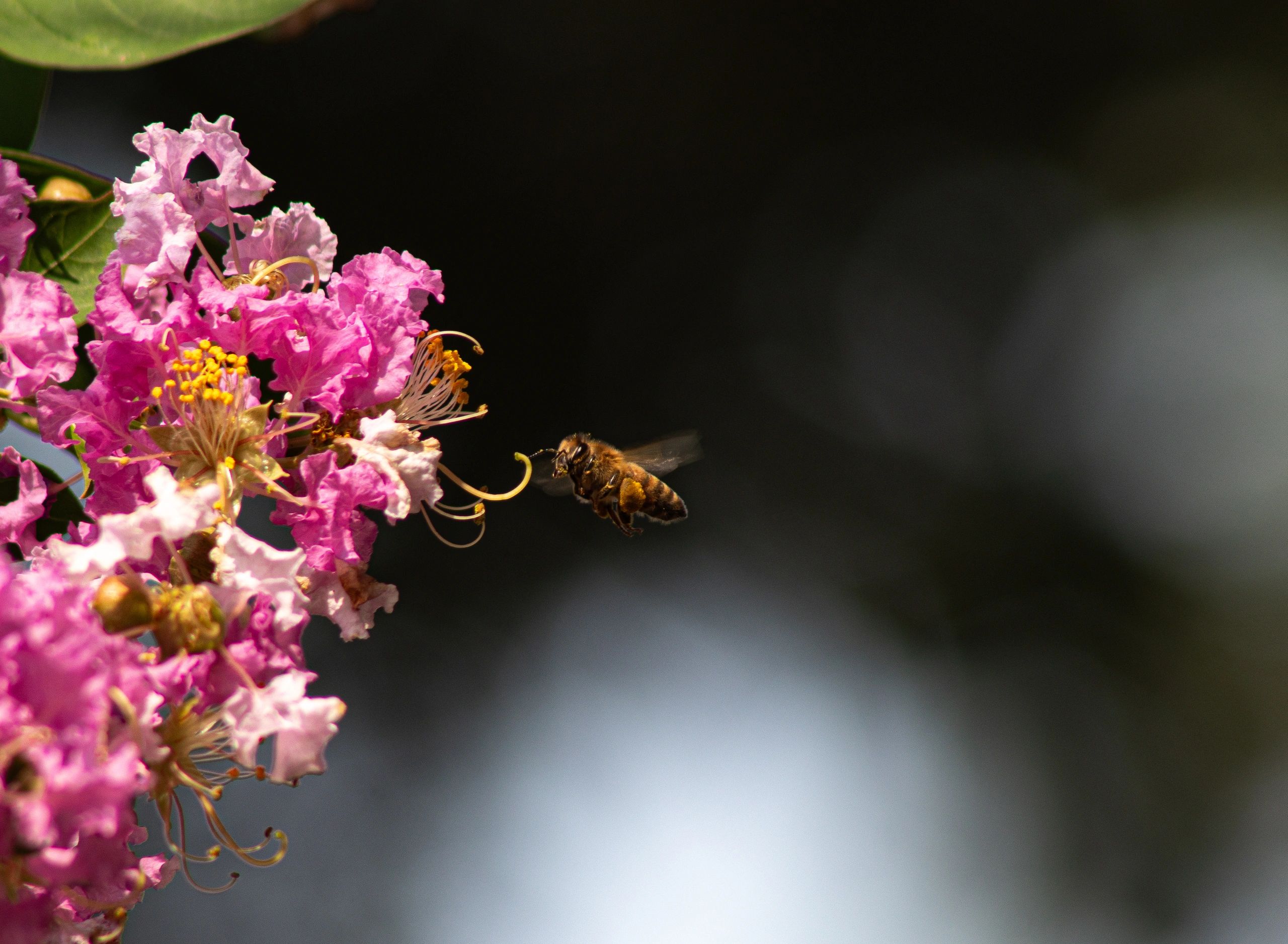 Honey bee in flight at pink crape myrtle.