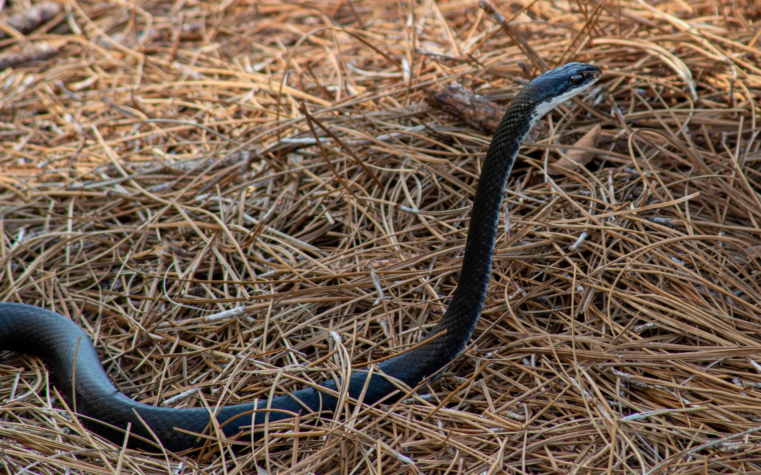 North American Racer in Northeast Florida.