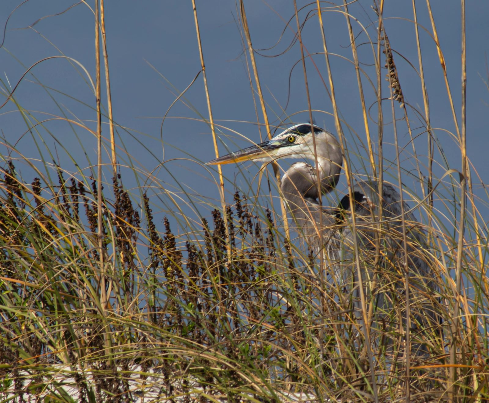 Great Blue Heron; Perdido Key, Florida