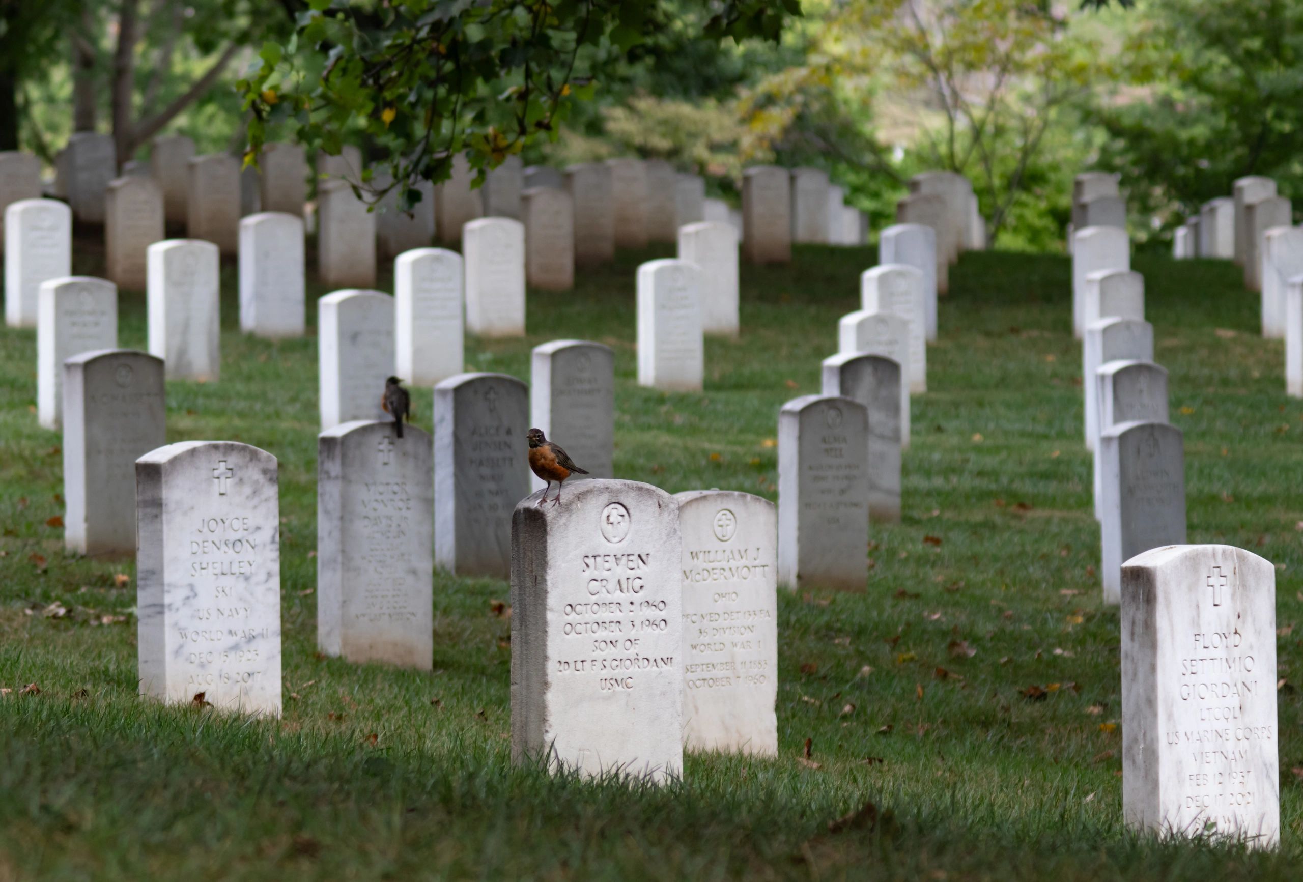 American Robin in Arlington National Cemetery, Arlington, Virginia.