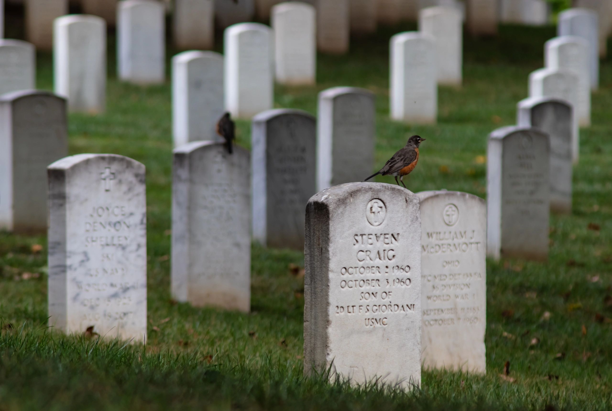 An American Robin in Arlington National Cemetery, Arlington, Virginia.