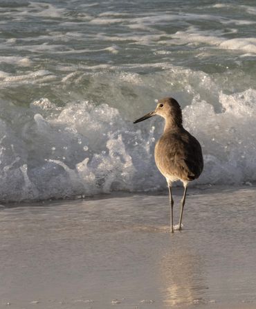 Willet, Tringa semipalmata