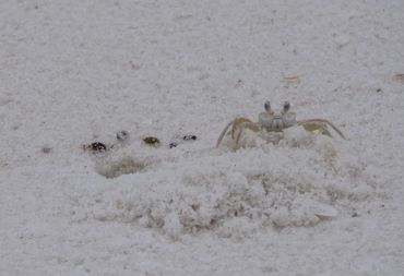 Ghost Crab, Ocypode quadrata