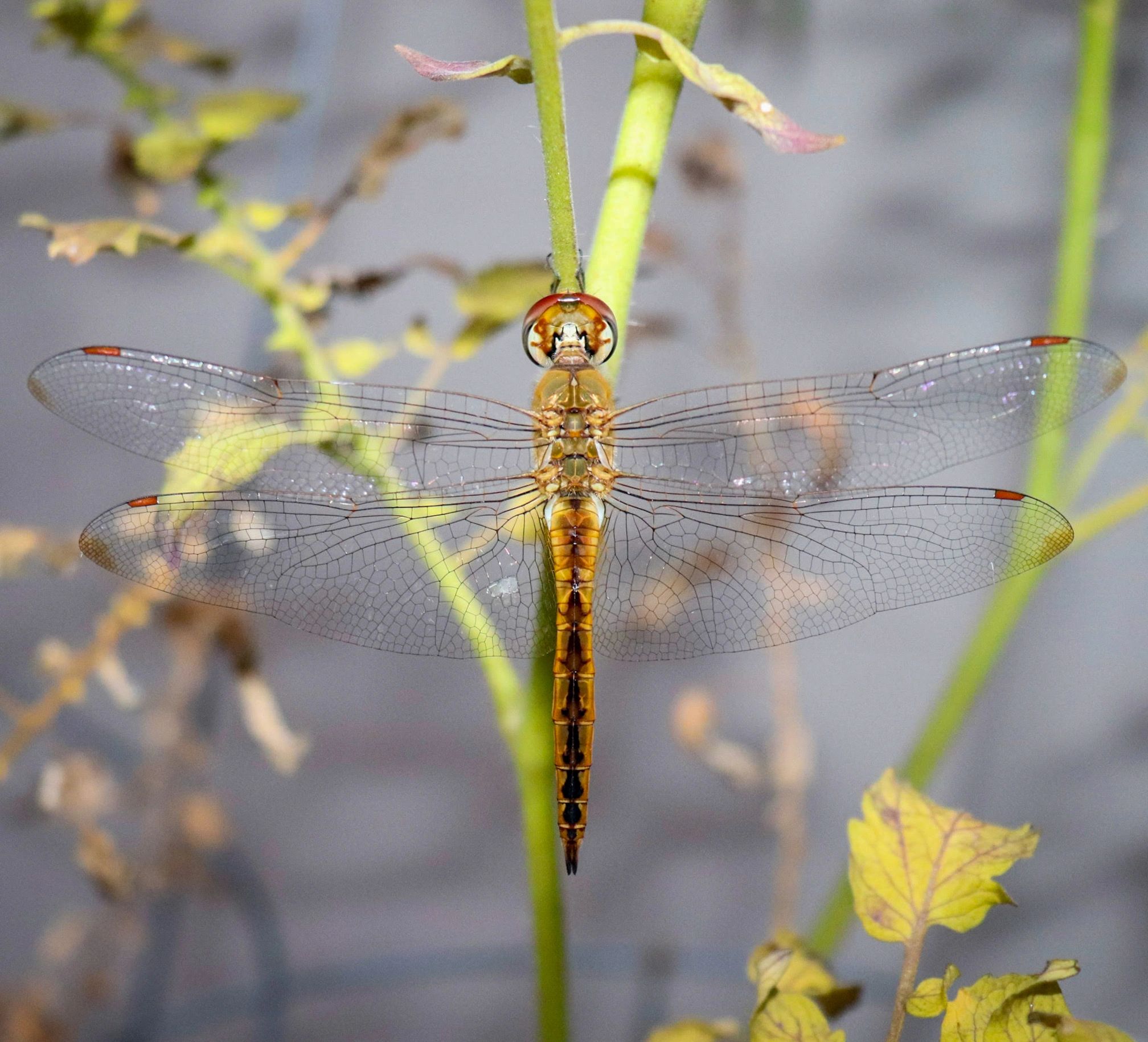 Dragonfly