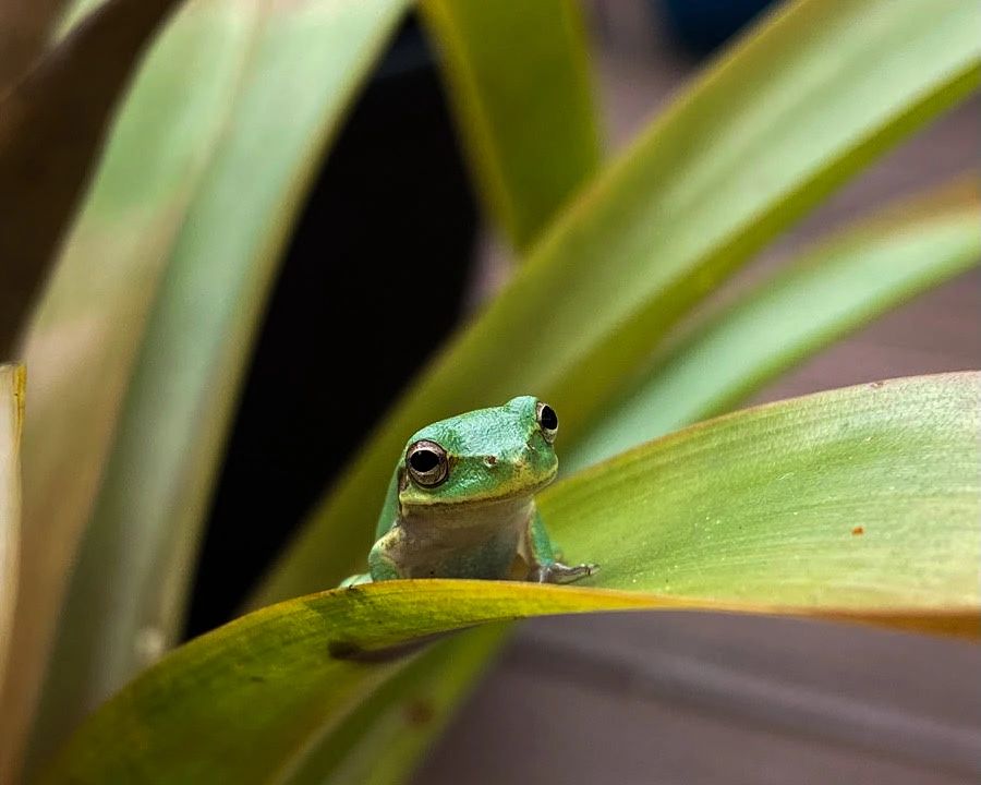 Green Treefrog