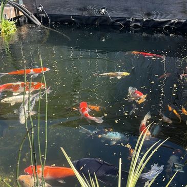 Specialist Koi Pond, regular Pond Maintenance, Fish transportation, Barton on Sea, Hampshire