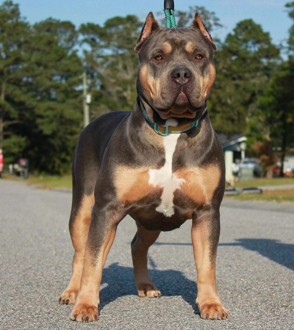 Muscular dog with a blue collar standing on a paved road.