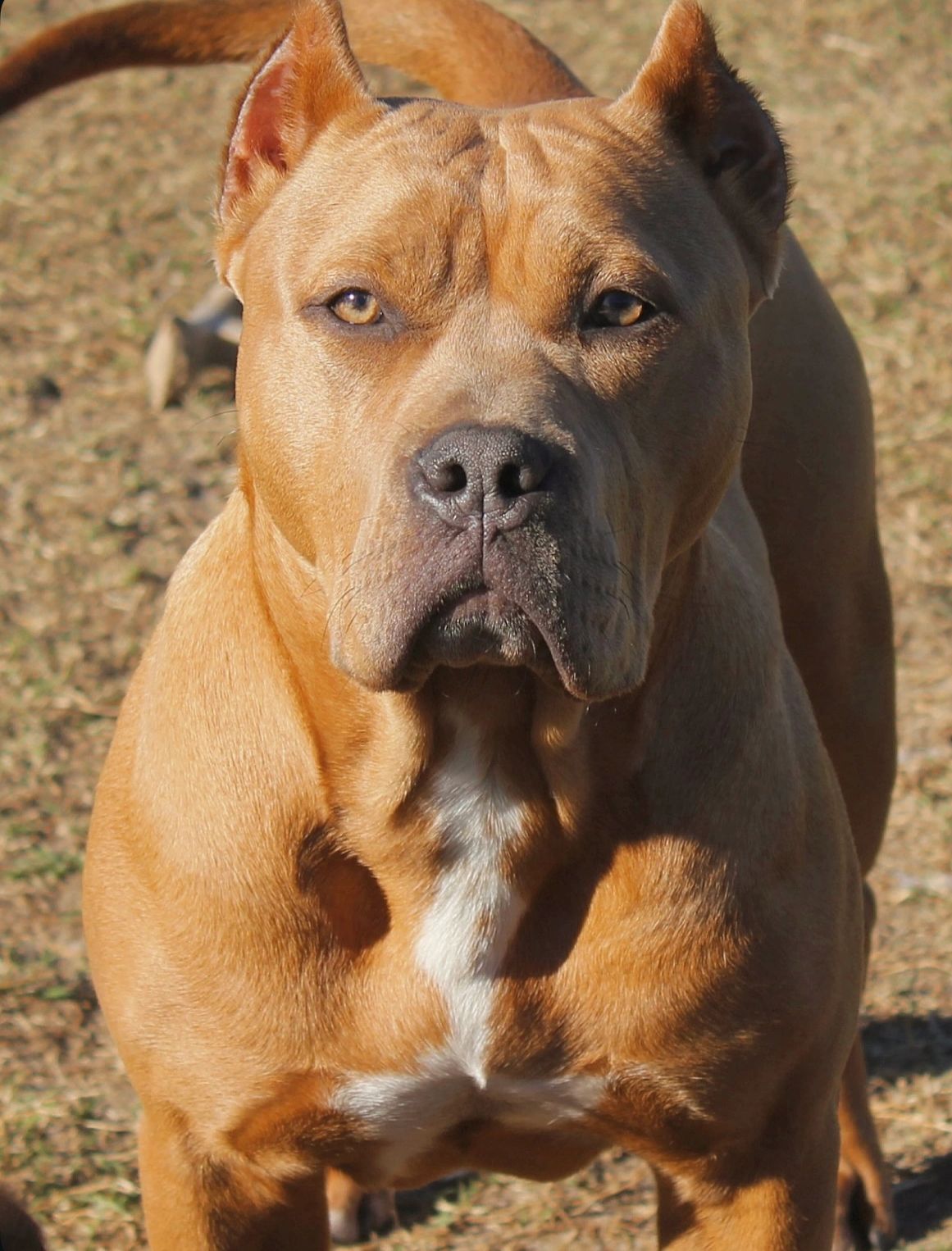 Close-up of a muscular tan dog with a white chest patch outdoors.