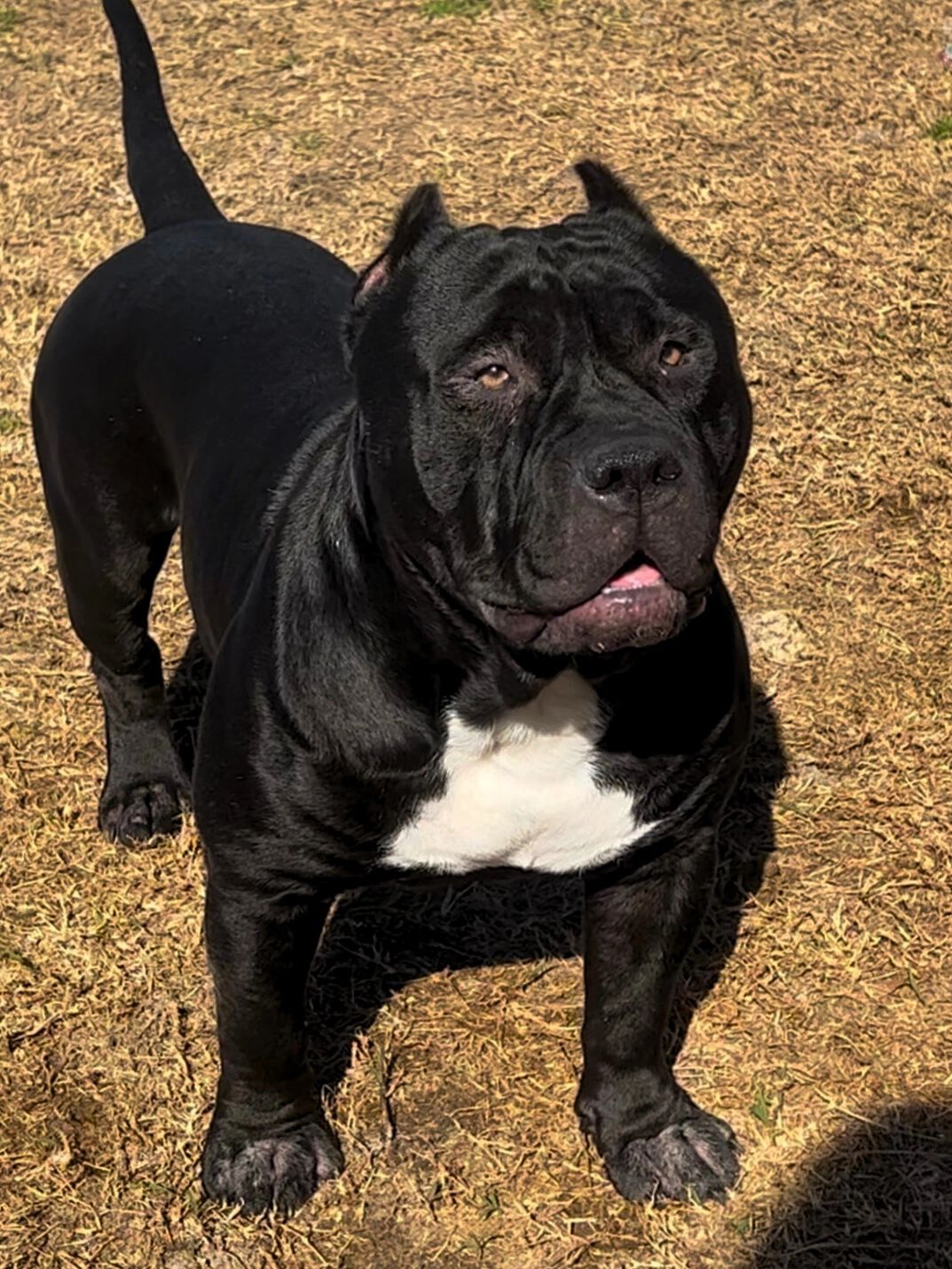 Black dog with a white chest standing on dry grass.