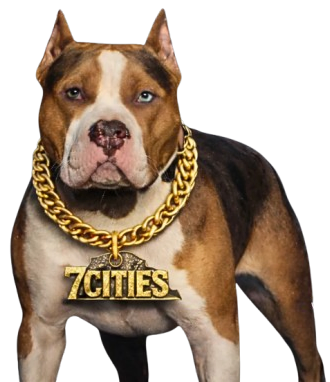 A muscular dog wearing a thick gold chain with a '7CITIES' pendant.