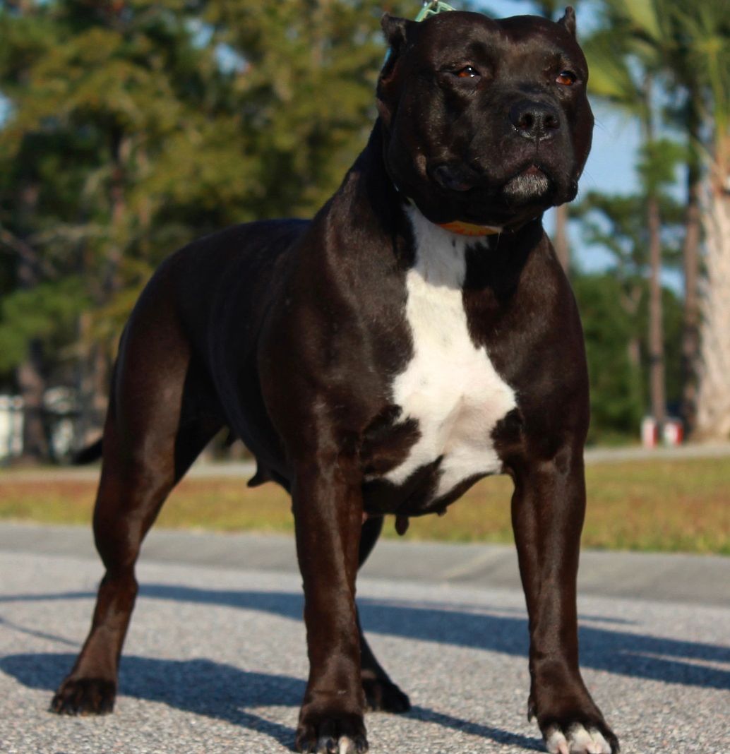 Muscular black dog with white chest standing outdoors on pavement.