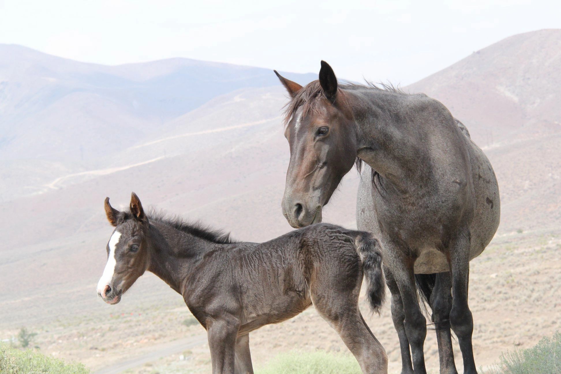 Wild Horse Connection