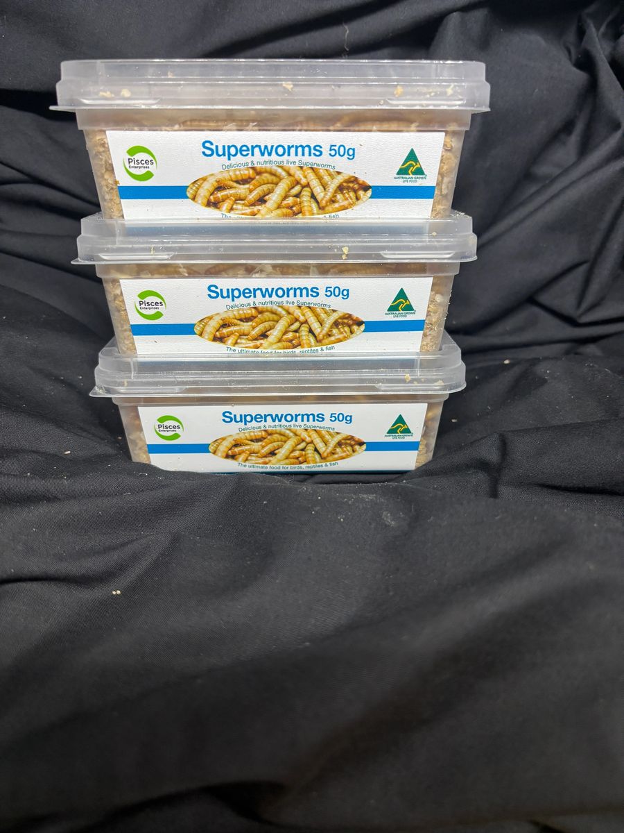 Superworms Tub 50g