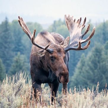 kampwild hunting and fishing moose elk deer