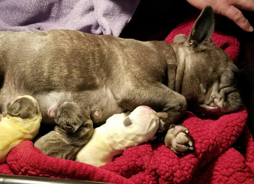 Blue French Bulldog Puppies For Sale Tampa