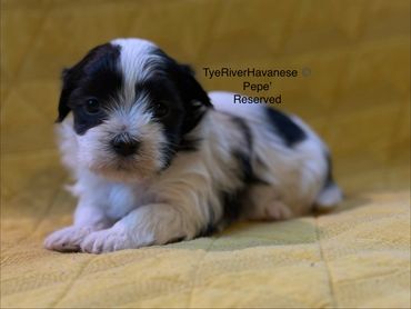 A small black and white puppy lying on a yellow blanket.