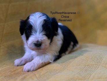 Black and white fluffy puppy resting on a yellow blanket.