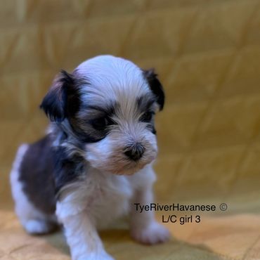 Adorable Havanese puppy sitting on a soft surface with a warm background.