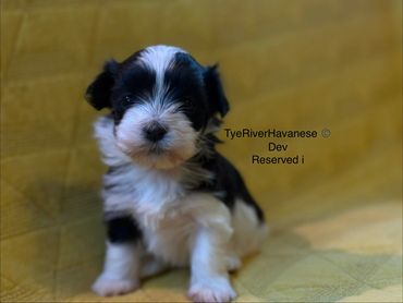 Adorable black and white Havanese puppy sitting on a yellow surface.